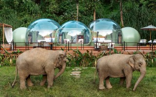 Anantara Jungle Bubble Elephants