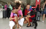 virgin australia pets