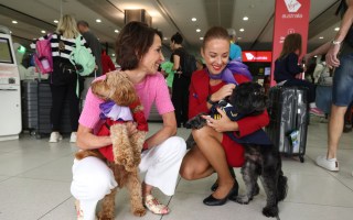 virgin australia pets
