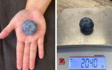 blueberry record NSW