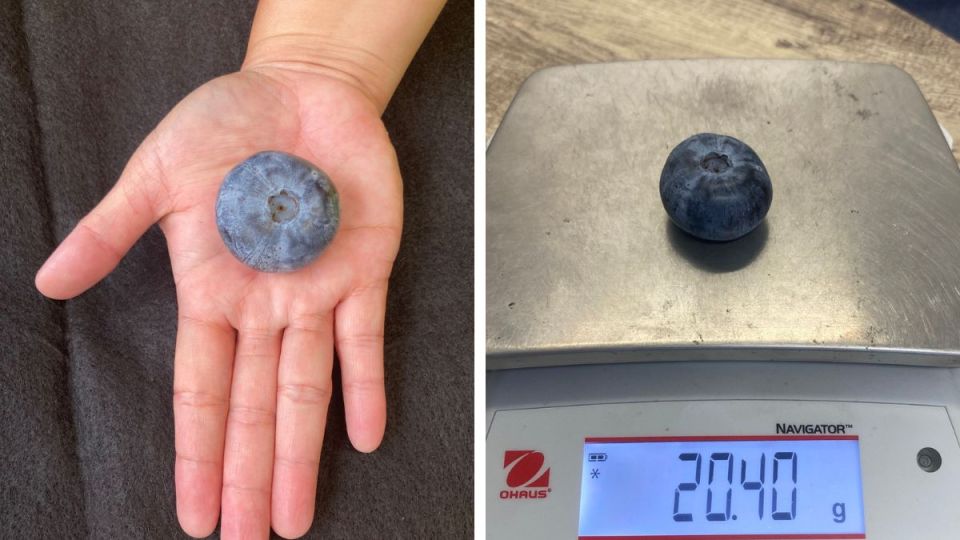 blueberry record NSW