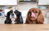 dogs pets