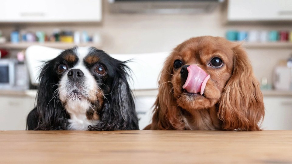 dogs pets