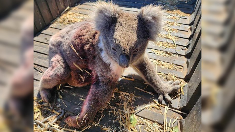 Kangaroo Island Koala