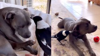 pictured is Molly the magpie and Peggy the dog