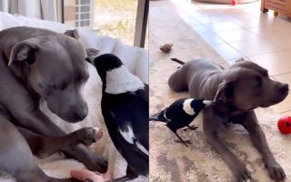 pictured is Molly the magpie and Peggy the dog