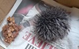 hedgehog pom pom
