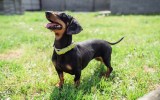 Active Dachshund puppy play on the the backyard