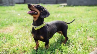 Active Dachshund puppy play on the the backyard