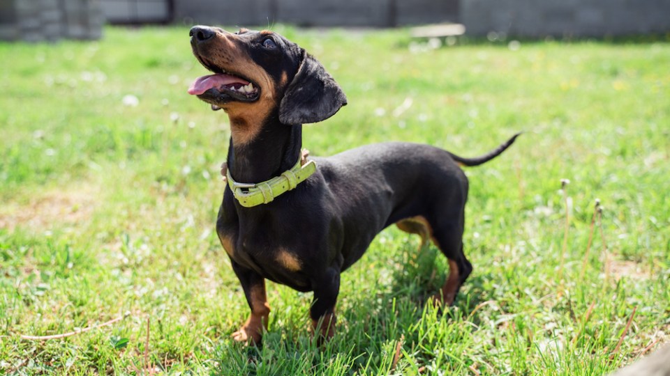Active Dachshund puppy play on the the backyard