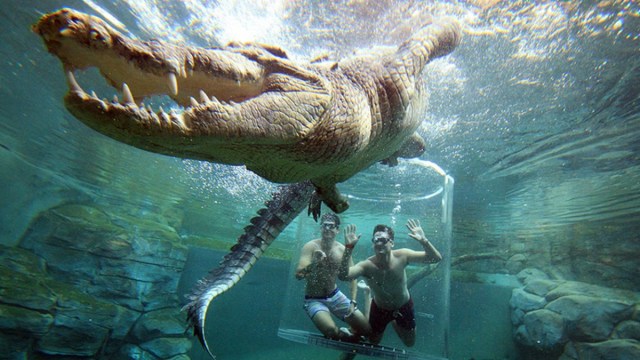 Swim with crocodiles at Darwin's Crocosaurus Cove.