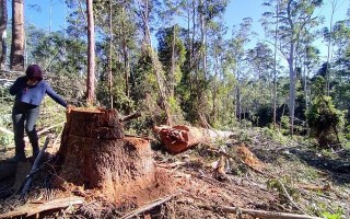 NSW Forestry Corporation