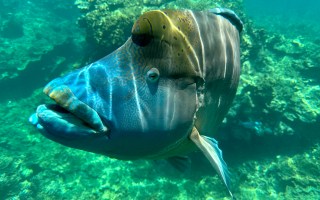 Great Barrier Reef