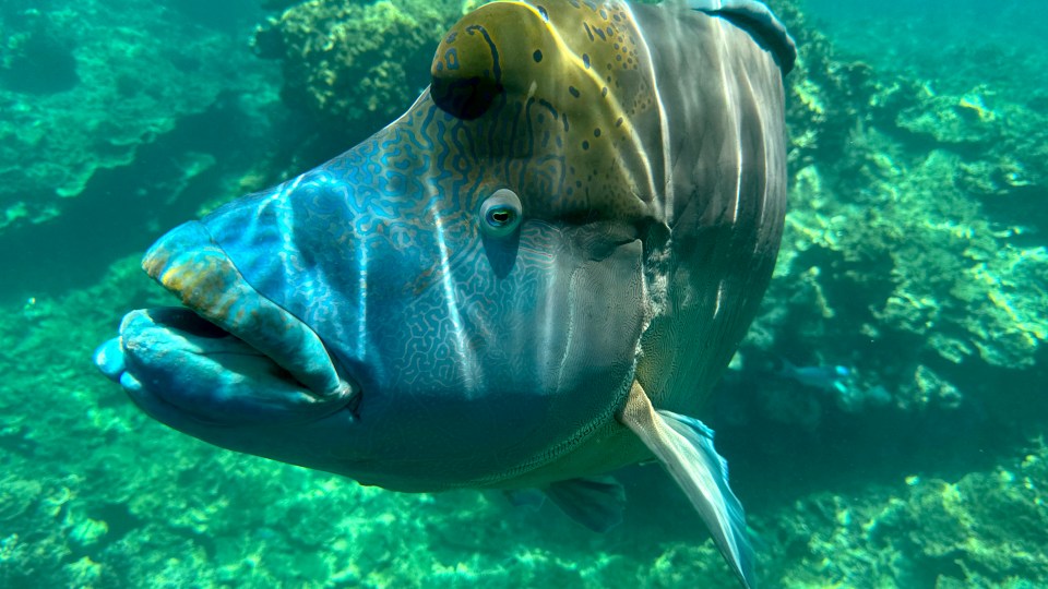 Great Barrier Reef