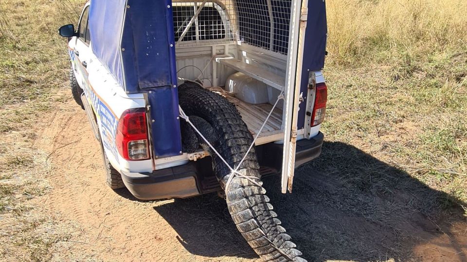 crocodile