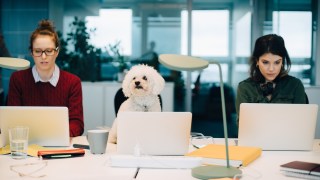 dogs office work