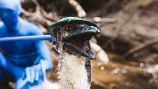 pictured is an emu puppet