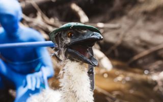 pictured is an emu puppet