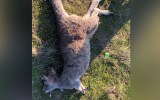 kangaroos killed