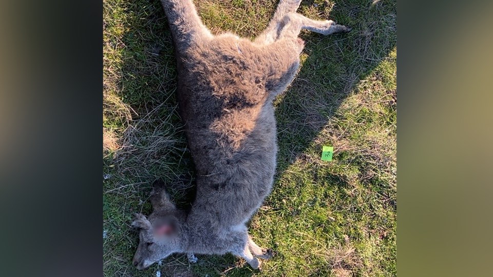 kangaroos killed