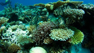 Scott Reef