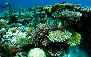 Scott Reef