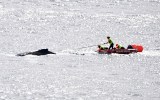 whale sydney harbour