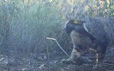 feral cats australia