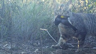 feral cats australia