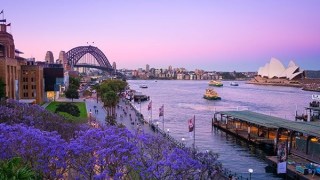 jacaranda