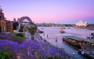 jacaranda