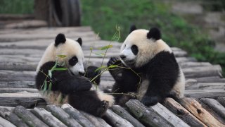 Lumi and Pyry
