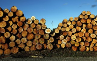 nsw logging