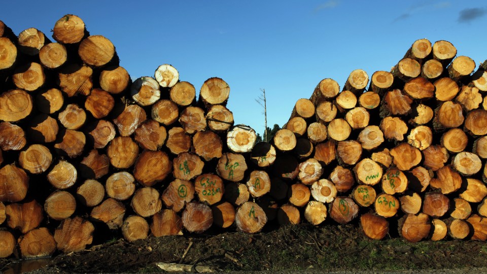 nsw logging