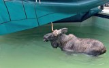 moose swimming pool