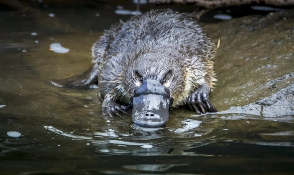 While not easy to find, spying a Platypus is a rewarding experience.