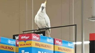 Mickey cockatoo