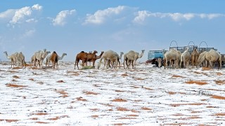 saudi arabia snow