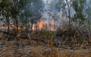 bushfire