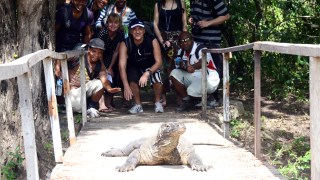 komodo dragon