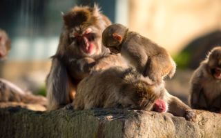 launceston monkeys