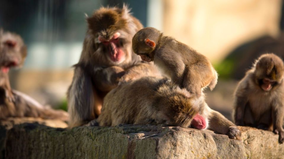 launceston monkeys