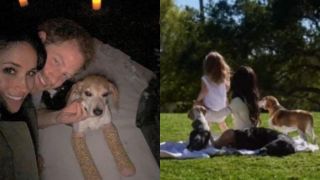 meghan markle dog guy