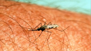 japanese encephalitis