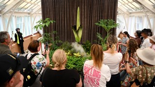 corpse flower sydney