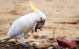 cockatoos