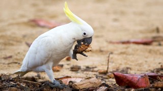 cockatoos
