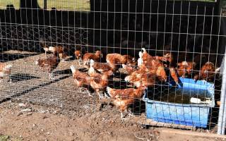 bird flu Victoria