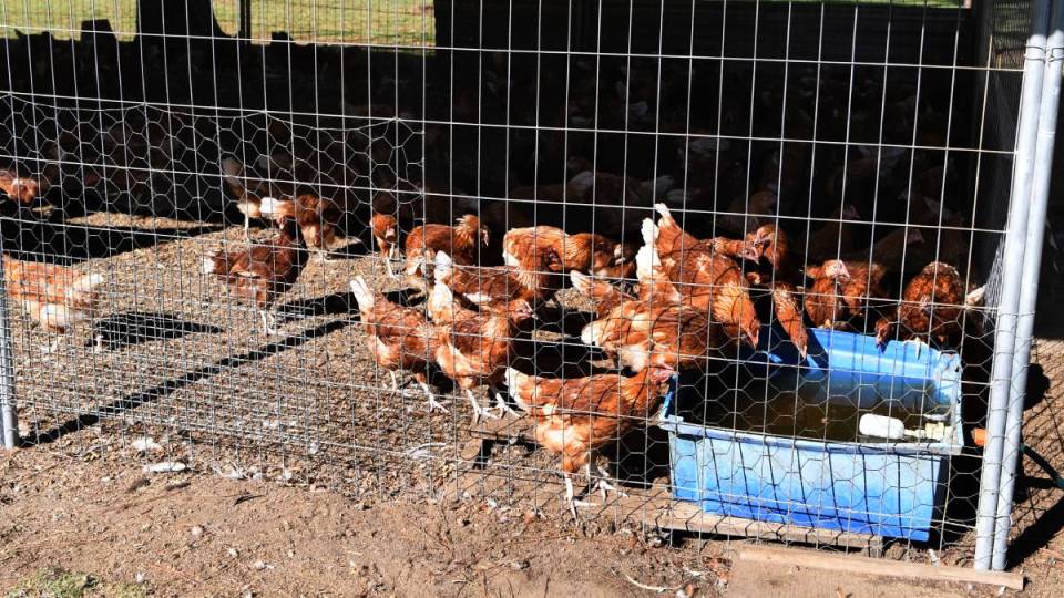 bird flu Victoria