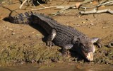 crocodile Queensland remains
